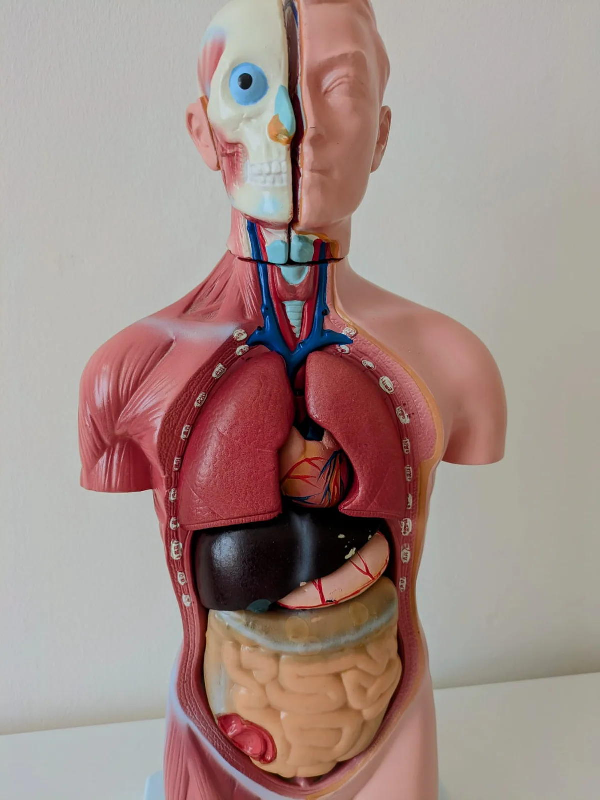 Anatomisches Torso-Modell mit Blick auf die inneren Organe